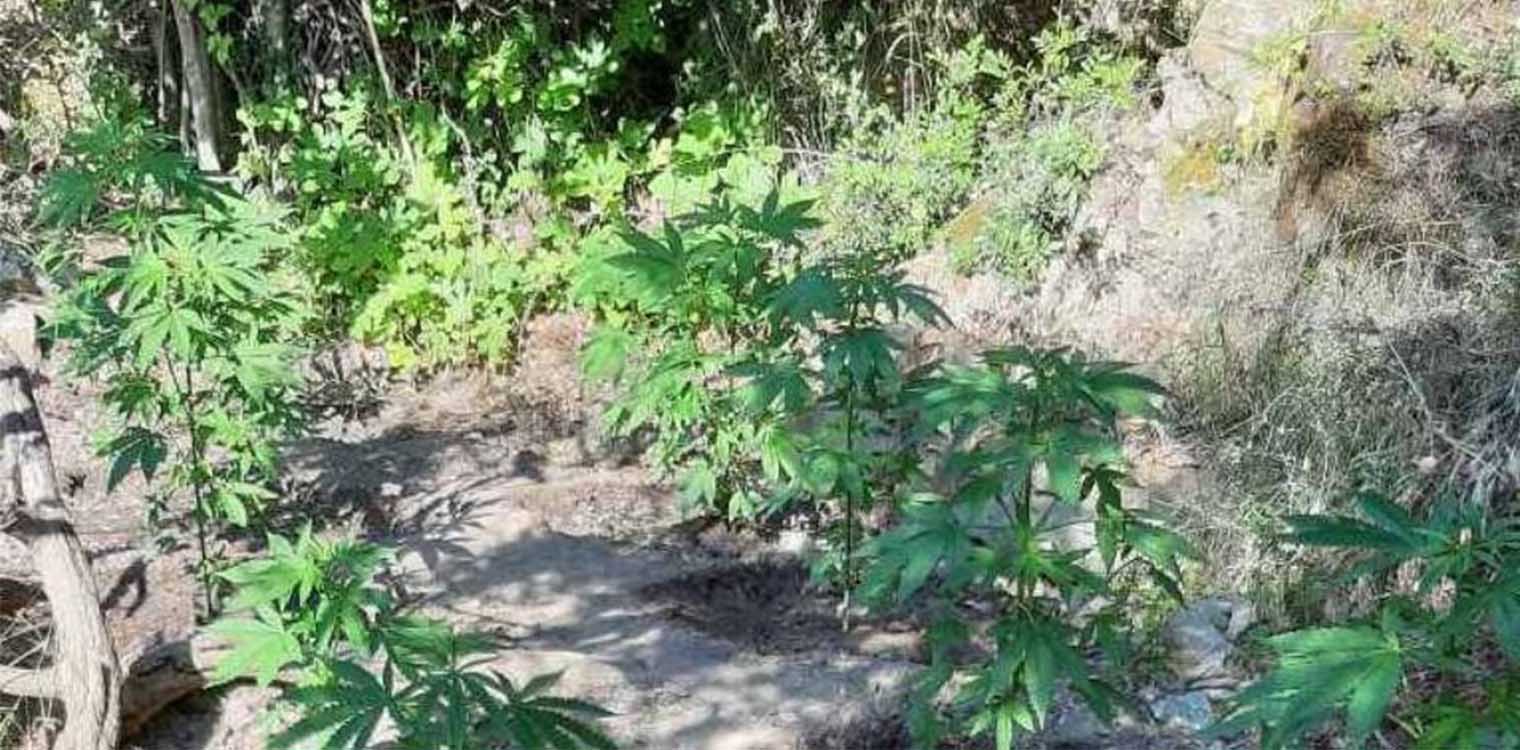 Άλλες δυο «ορφανές» χασισοφυτείες βρέθηκαν στην Κρήτη