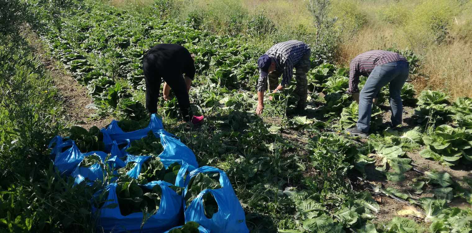 Προσφορά κηπευτικών στον Κοινωνικό Παντοπωλείο Ανδρίτσαινας - Κρεστένων