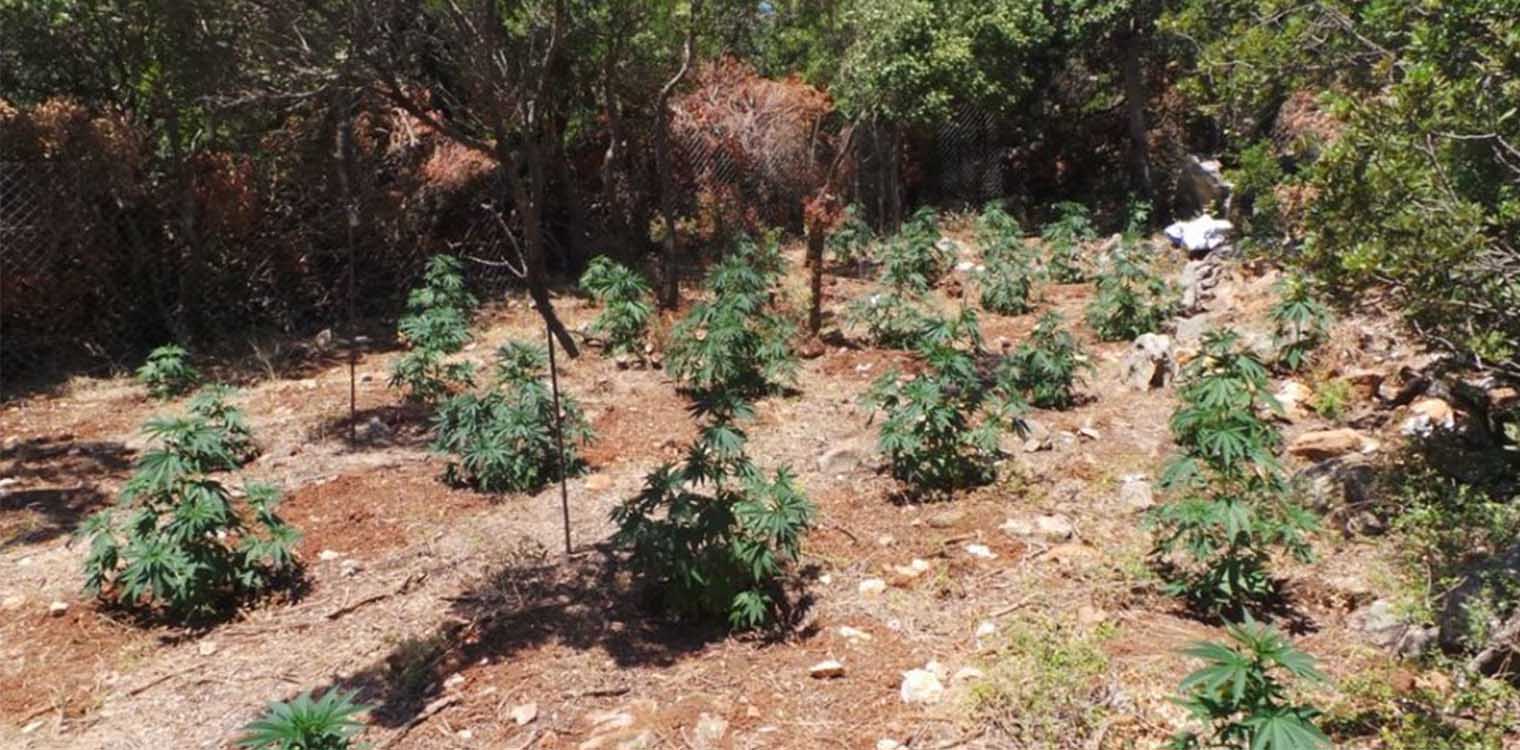Ηράκλειο - Ναρκωτικά: Μετά από 11 μήνες βρήκαν τον χασισοκαλλιεργητή