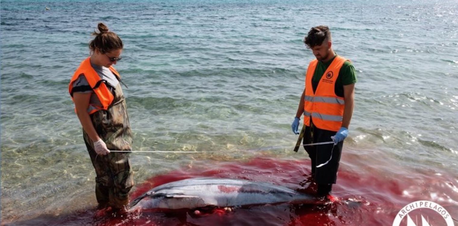 Συνεχίζονται οι δολοφονίες θαλάσσιων θηλαστικών στο Αιγαίο