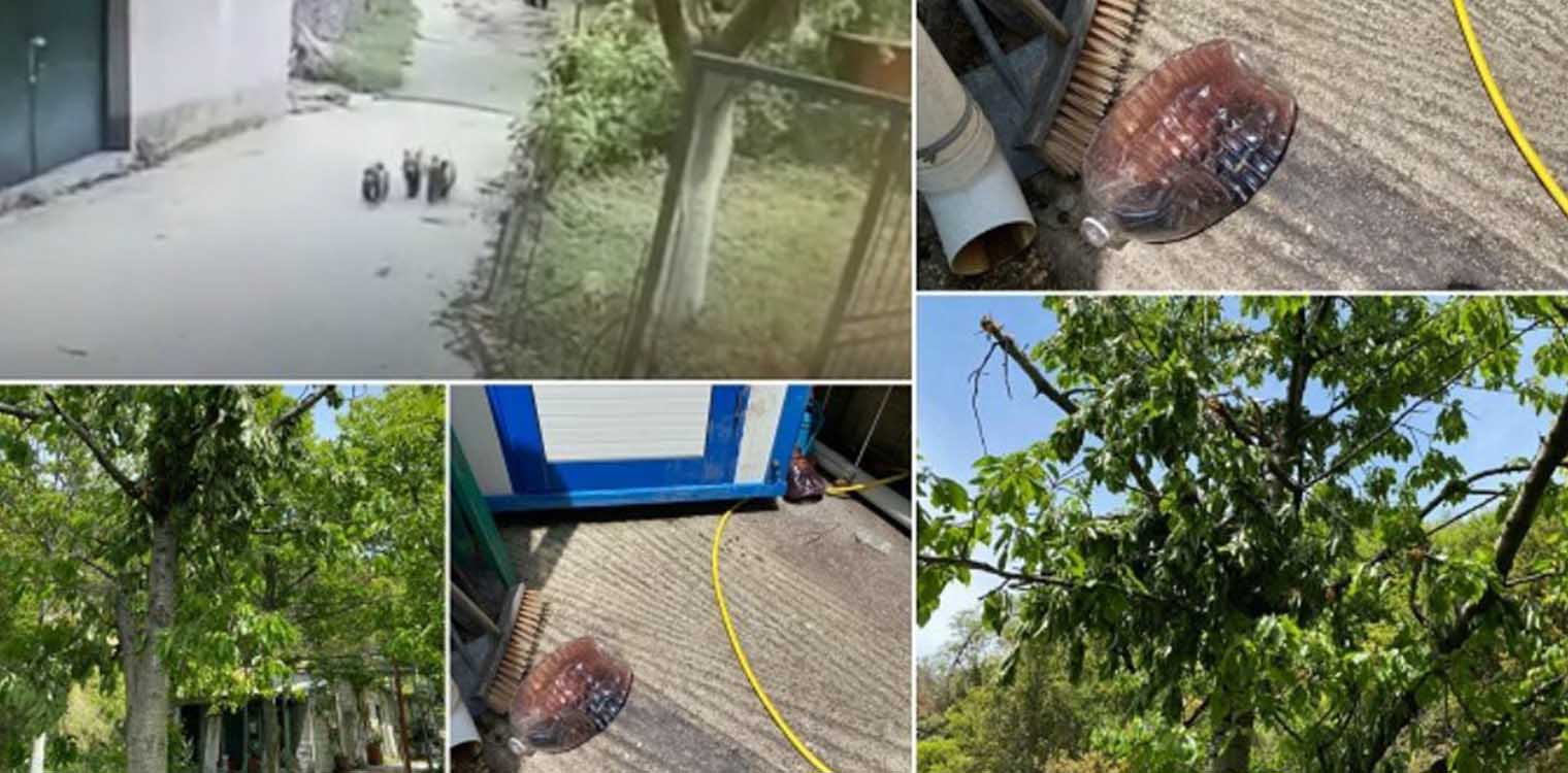 Αρκουδάκια έστησαν πάρτι σε κτήμα στο Μέτσοβο - Δείτε βίντεο