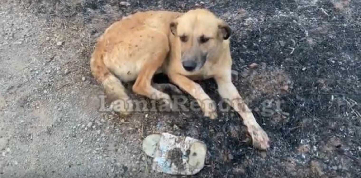 Ο σκυλάκος στο Μαρτίνο που σώθηκε την τελευταία στιγμή από την μεγάλη φωτιά- Με εγκαύματα στα πόδια