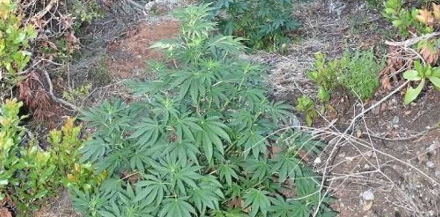 Το ελικόπτερο βρήκε χασισοφυτεία Αλβανών στη Μεσσηνία