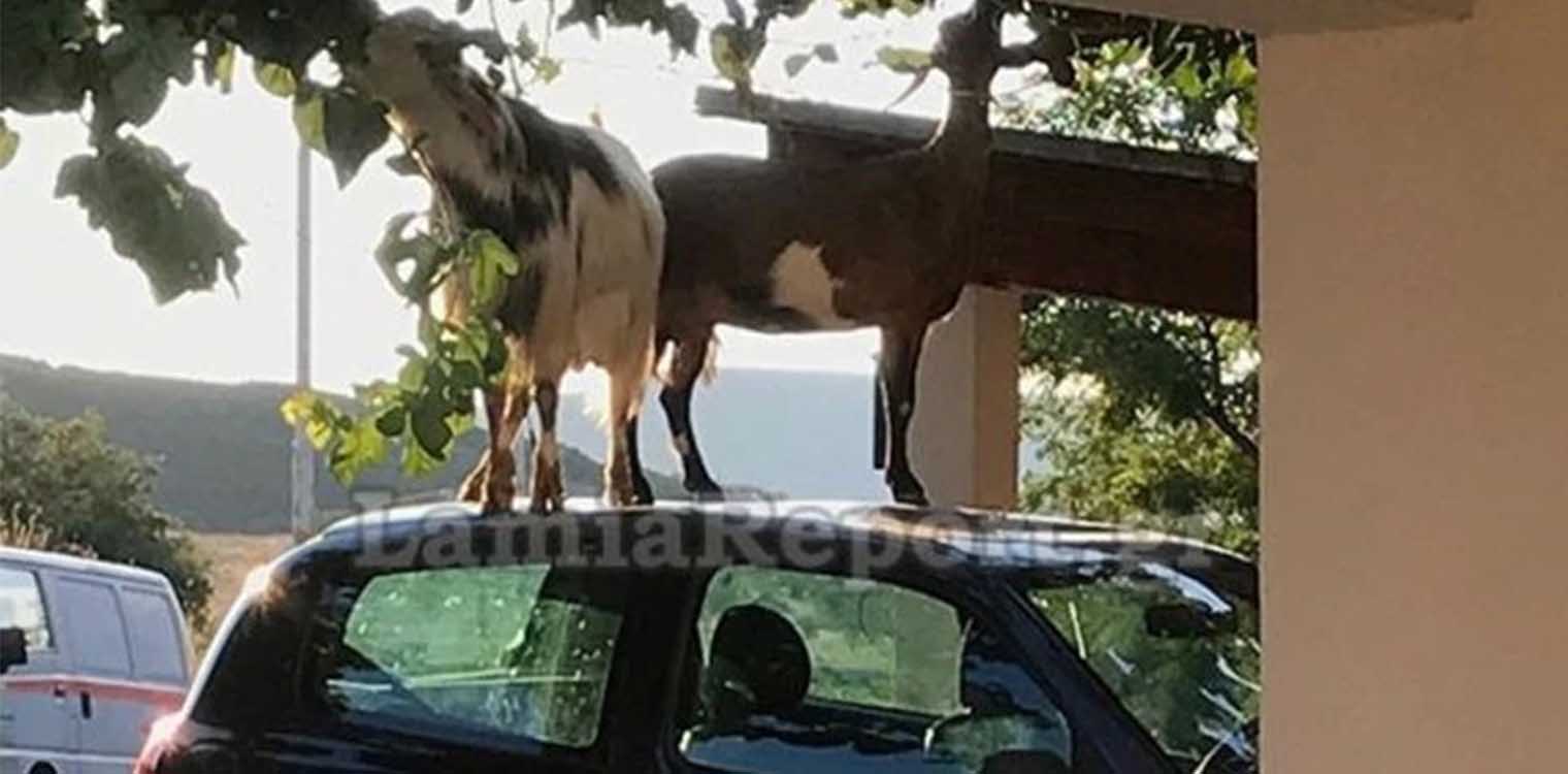 Λαμία: Οι κατσίκες ανέβηκαν στο αυτοκίνητό της για να φτάσουν τη ...μουριά (photos)