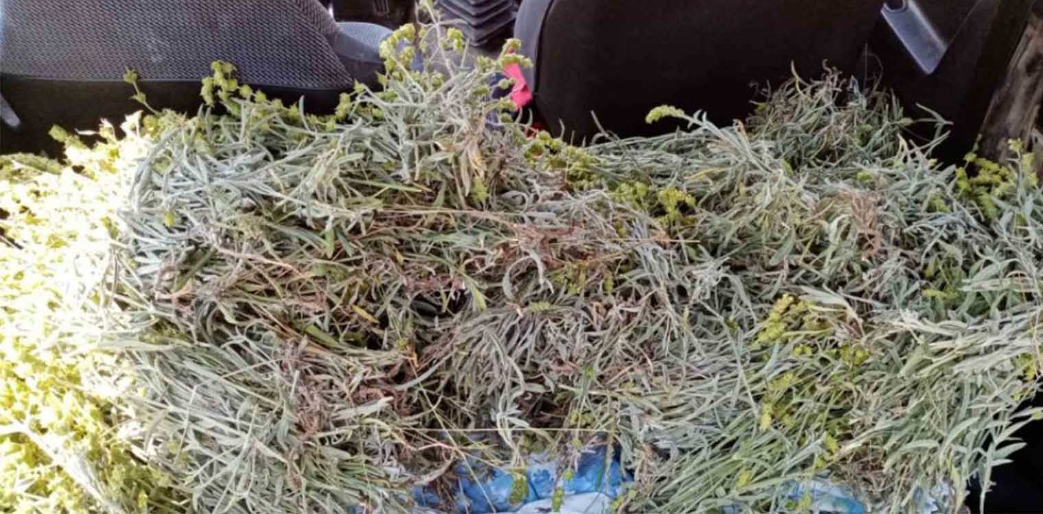 Ιωάννινα: Συλλέγουν και... τσάι μετά το «λουλούδι του Δαρβίνου»!