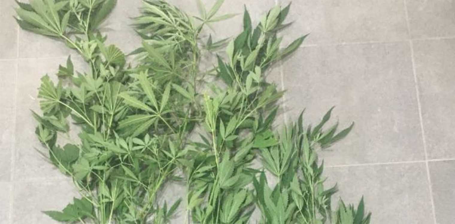 Αμετανόητη αγρότισσα καλλιεργούσε χασισοφυτεία στην Εύβοια