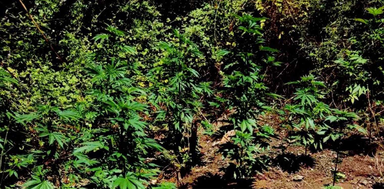 Λαμία: Ταξιτζής συνελήφθη για δεύτερη φορά για χασισοφυτεία