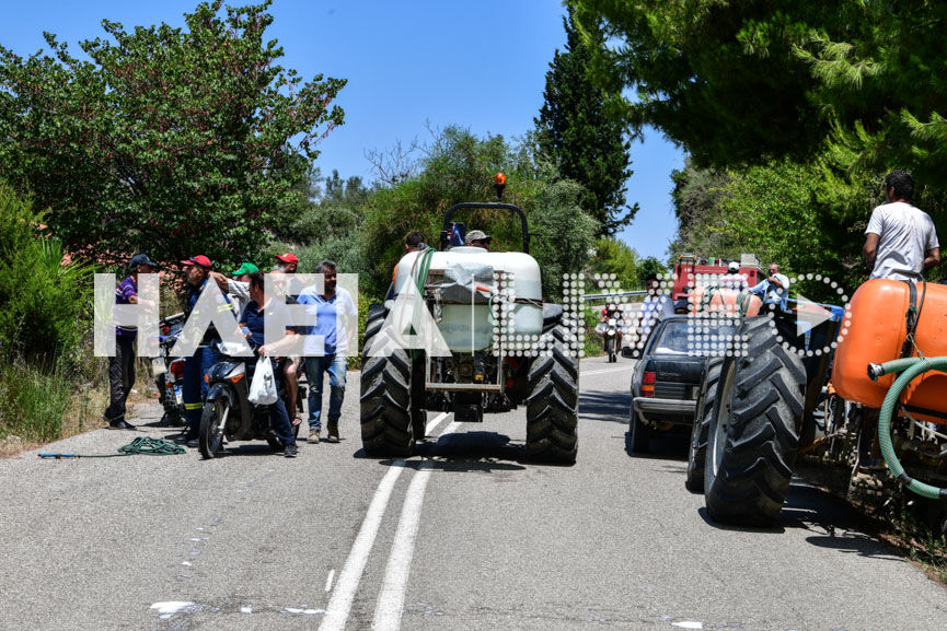 agrotes fotia 2