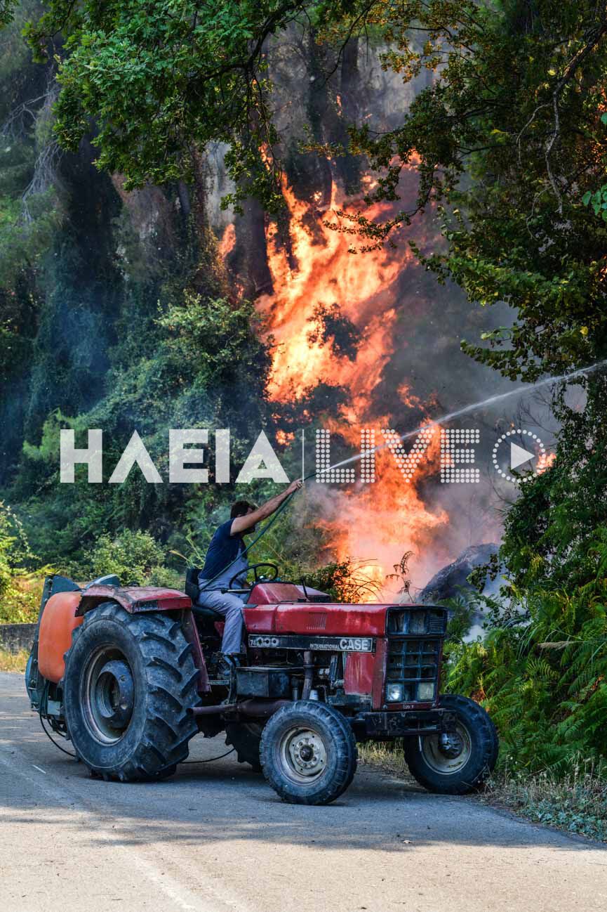 agrotes fotia 3