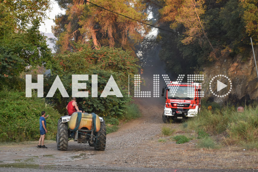 agrotes fotia 5