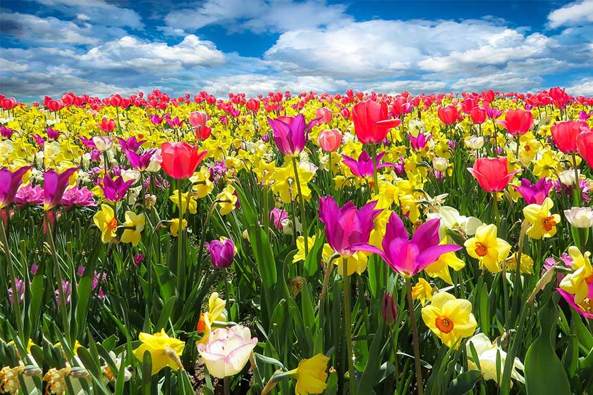 spring awakening 1197602 19201