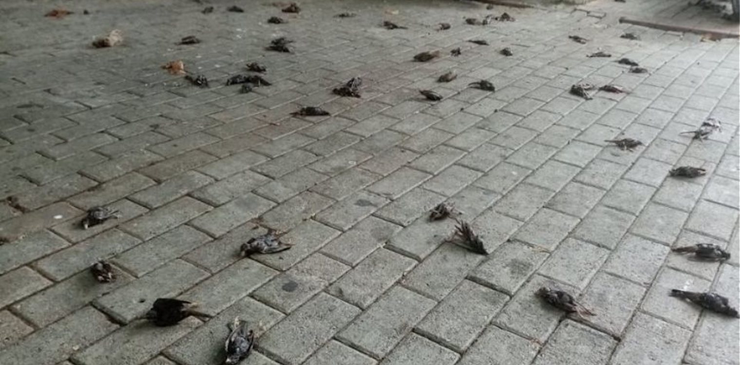 Κακοκαιρία - Εύβοια: Απίστευτες εικόνες στη Χαλκίδα με εκατοντάδες νεκρά πουλιά στην παραλία