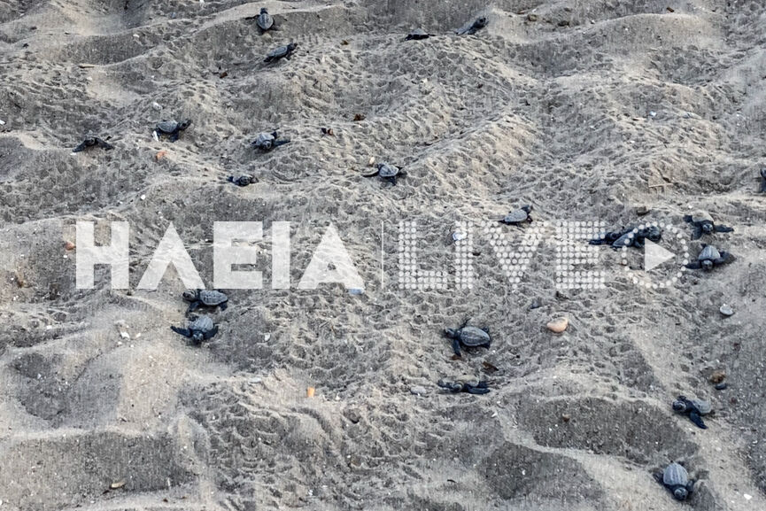 xelonakia 2