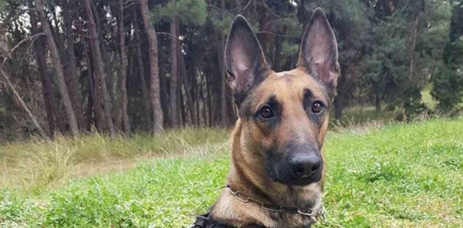 Η τετράποδη Minnie μύρισε κοκαΐνη μέσα σε αποσμητικό στην Πιερία!