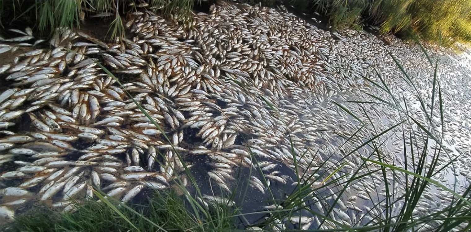 Γέμισαν με νεκρά ψάρια οι λίμνες Βιστωνίδας και Ισμαρίδας