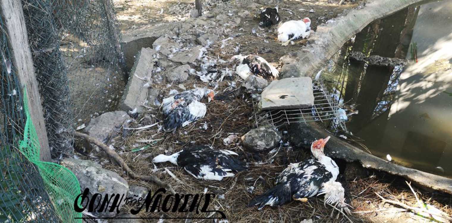 Θανάτωσαν 30 χήνες και πάπιες σε πάρκο στη Νάουσα - Σοκαριστικές εικόνες