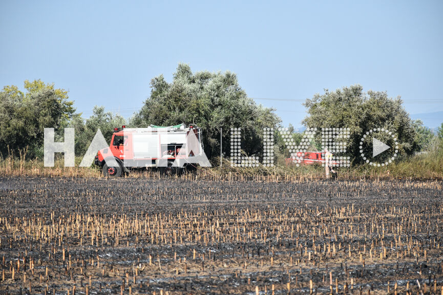 fotia dimitra 2