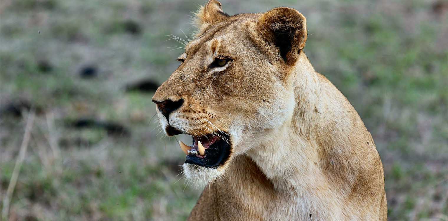 WWF: Τα 2/3 της άγριας πανίδας εξαφανίσθηκαν μέσα σε λιγότερο από 50 χρόνια