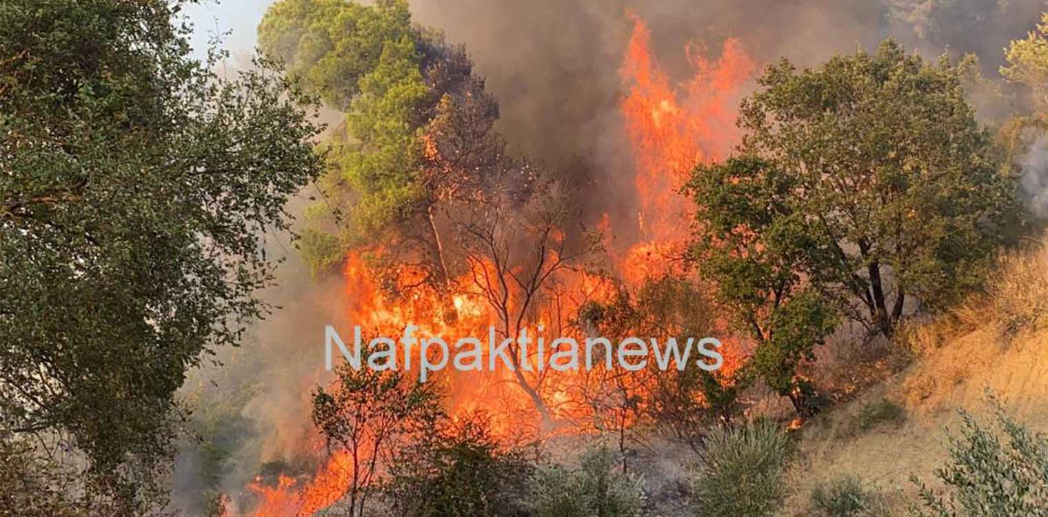 “Καίγεται” πευκόδασος στο Τρίκορφο Ναυπακτίας (video)