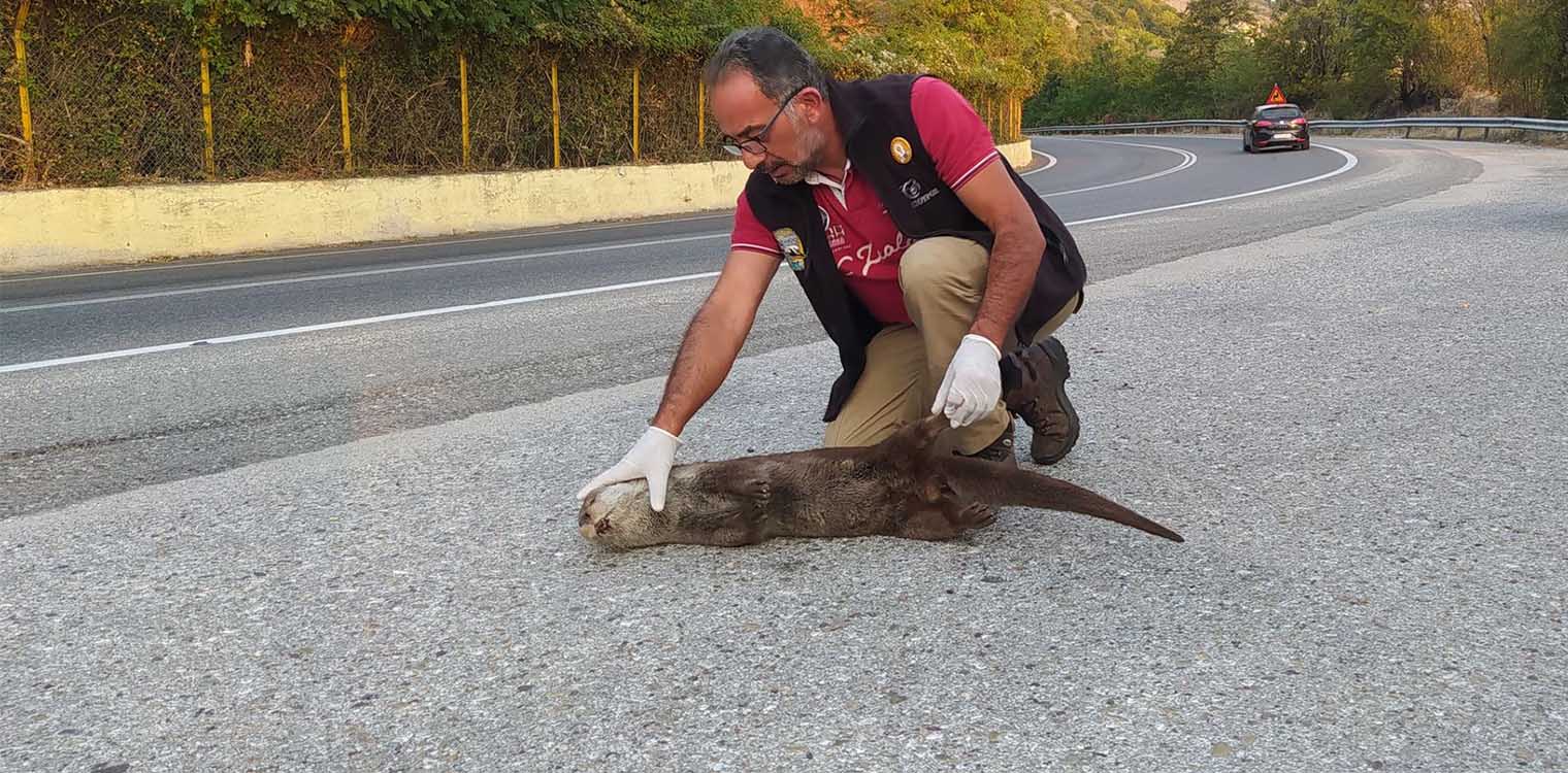 Νεκρή βίδρα εντοπίστηκε στον παραλίμνιο δρόμο Καστοριάς