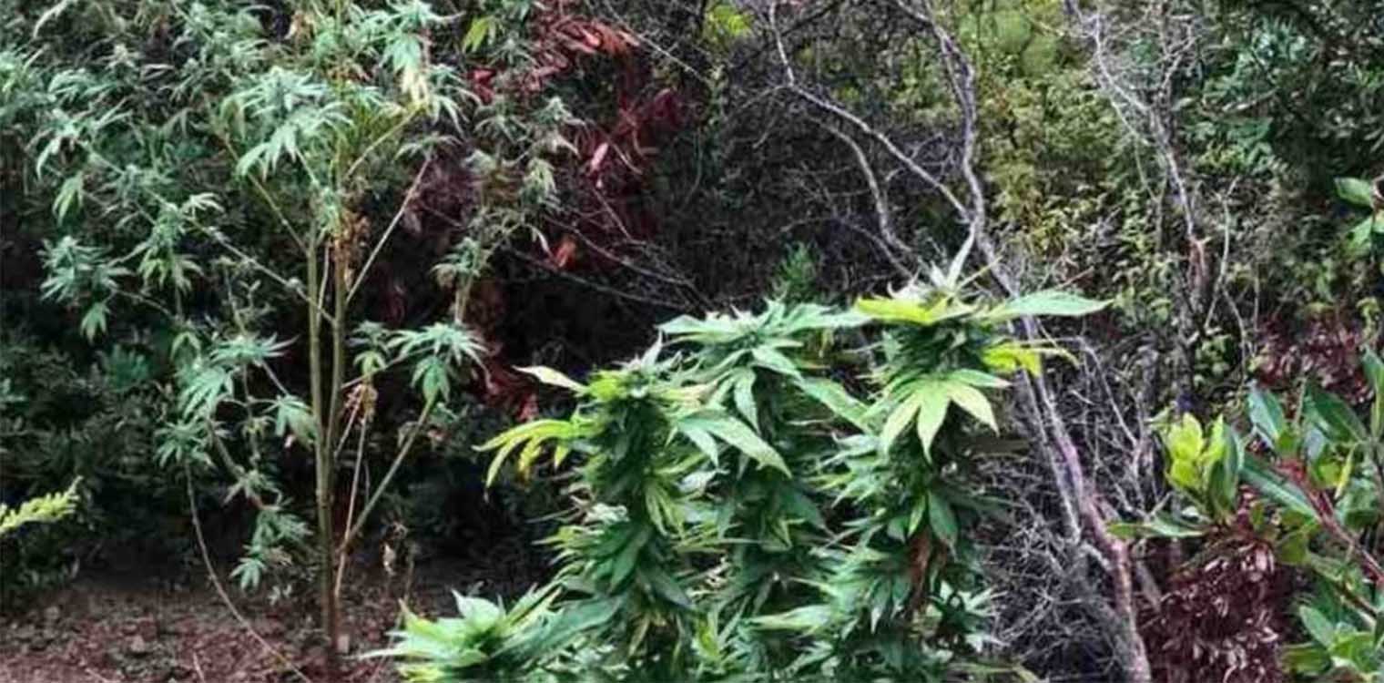 Βρήκαν «ορφανή» φυτεία με 102 χασισόδεντρα στη Μεσσηνία