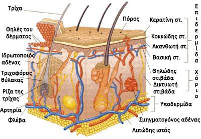 melanoma2