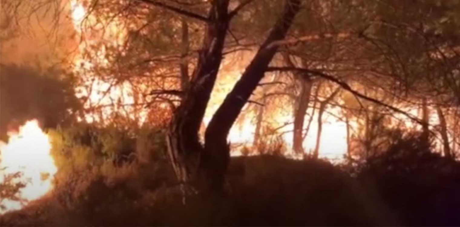 Φωτιά στον Εβρο: Ολονύχτια μάχη με τις φλόγες - Εκαψαν οριακά μέρος του δρυμού της Δαδιάς (video)