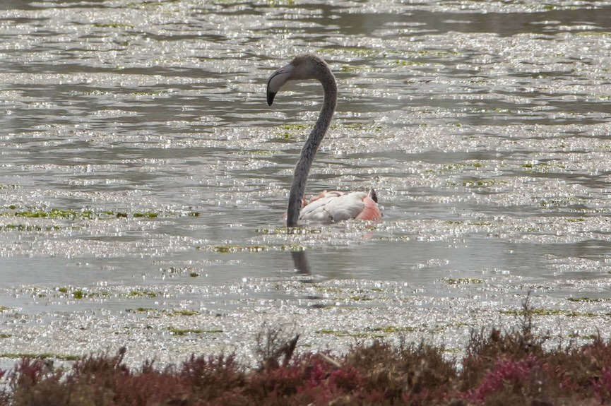 papa flamingos3