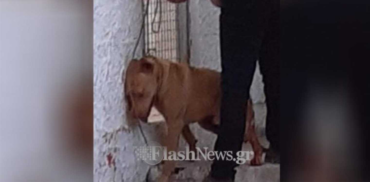 Κρήτη: Παρουσιάσθηκε στις Αρχές ο άνδρας που κακοποίησε το σκύλο - «Το έκανα για να ηρεμήσει» είπε
