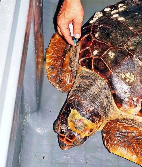 chelona caretta travmatismeni 03APE