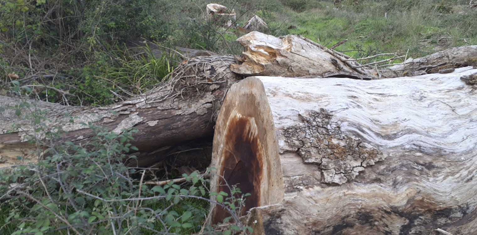 Ιωάννινα: Ένας μύκητας καταστρέφει δάση από πλατάνια