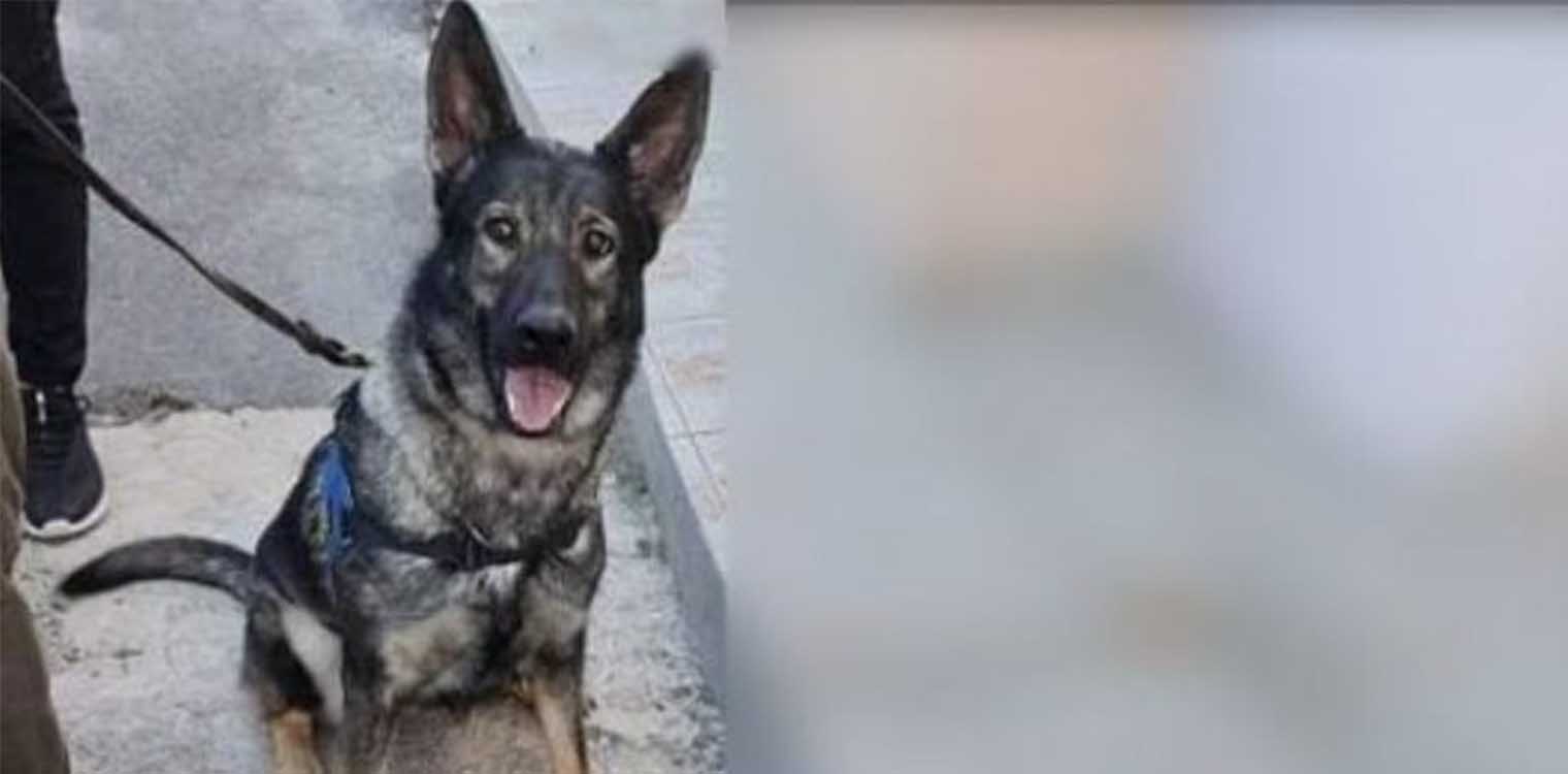 Η «Anko» βρήκε ενάμισι κιλό κάνναβης σε βαλίτσα στη Χίο
