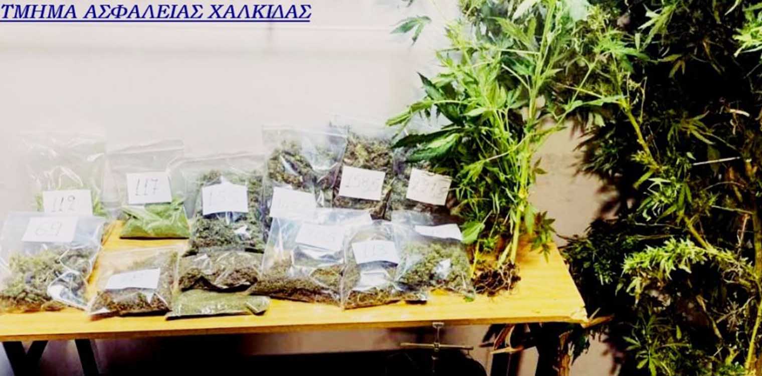 Χαλκίδα: Πλούσια «μαύρα» έσοδα από διακίνηση κάνναβης για δυο ζευγάρια
