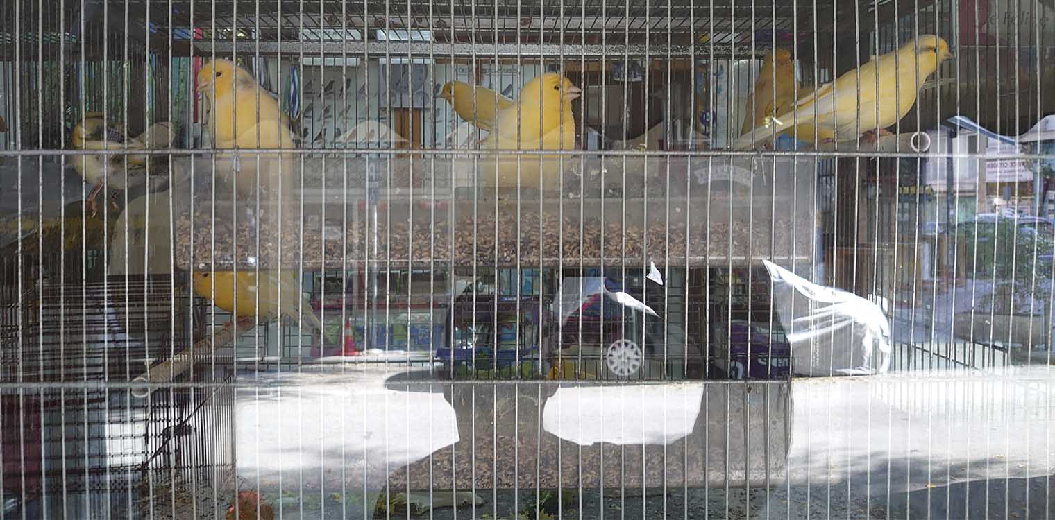 Θεσσαλονίκη: Φτερωτή συντροφιά πρωταθλητών...σαλονιού, η καλύτερη παρέα στο lockdown