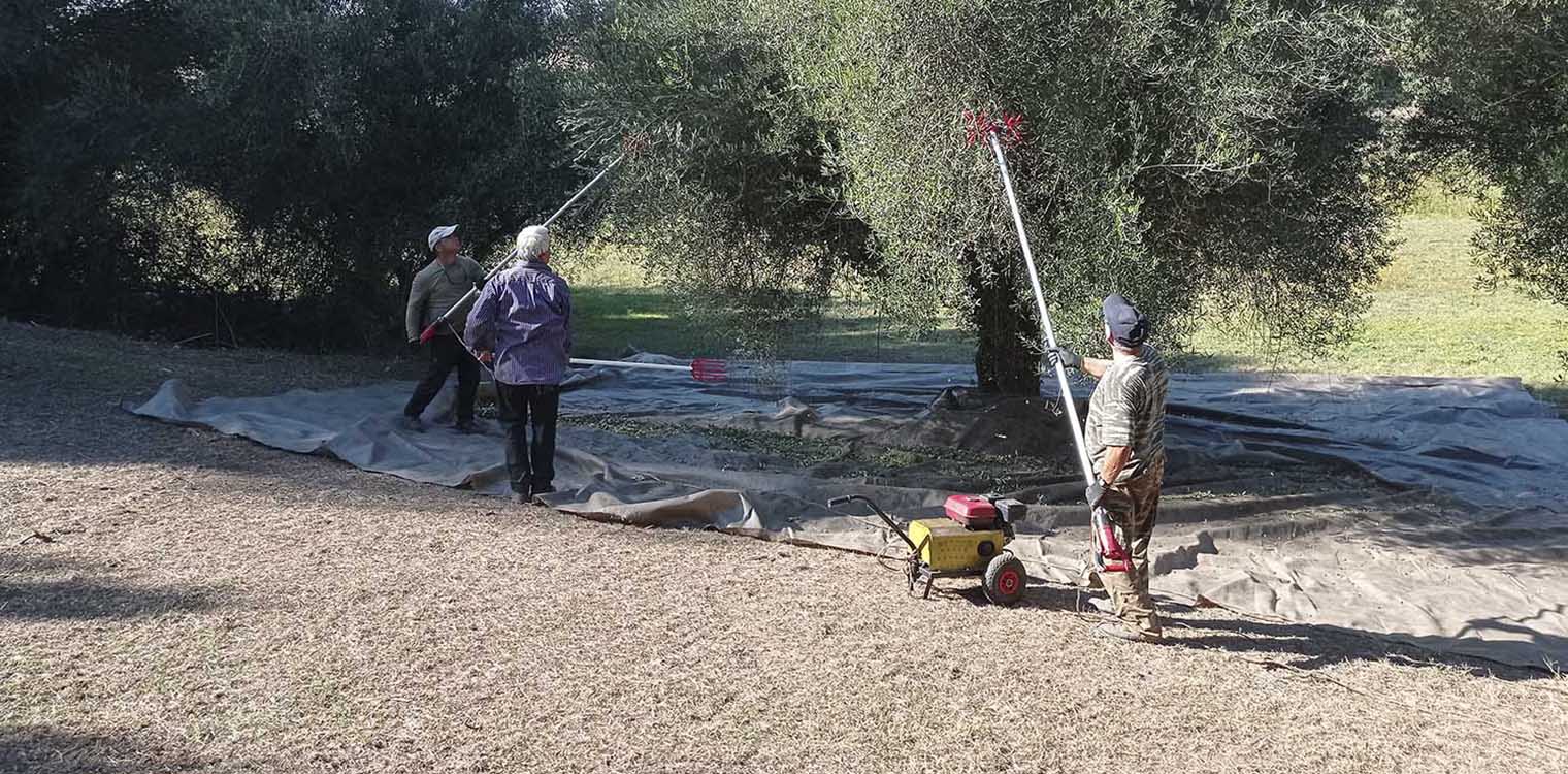 Δήμος Ανδρίτσαινας - Κρεστένων: Ελαιοσυγκομιδή σε αγροτεμάχια - Προσφορά ελαιολάδου σε άτομα που έχουν ανάγκη