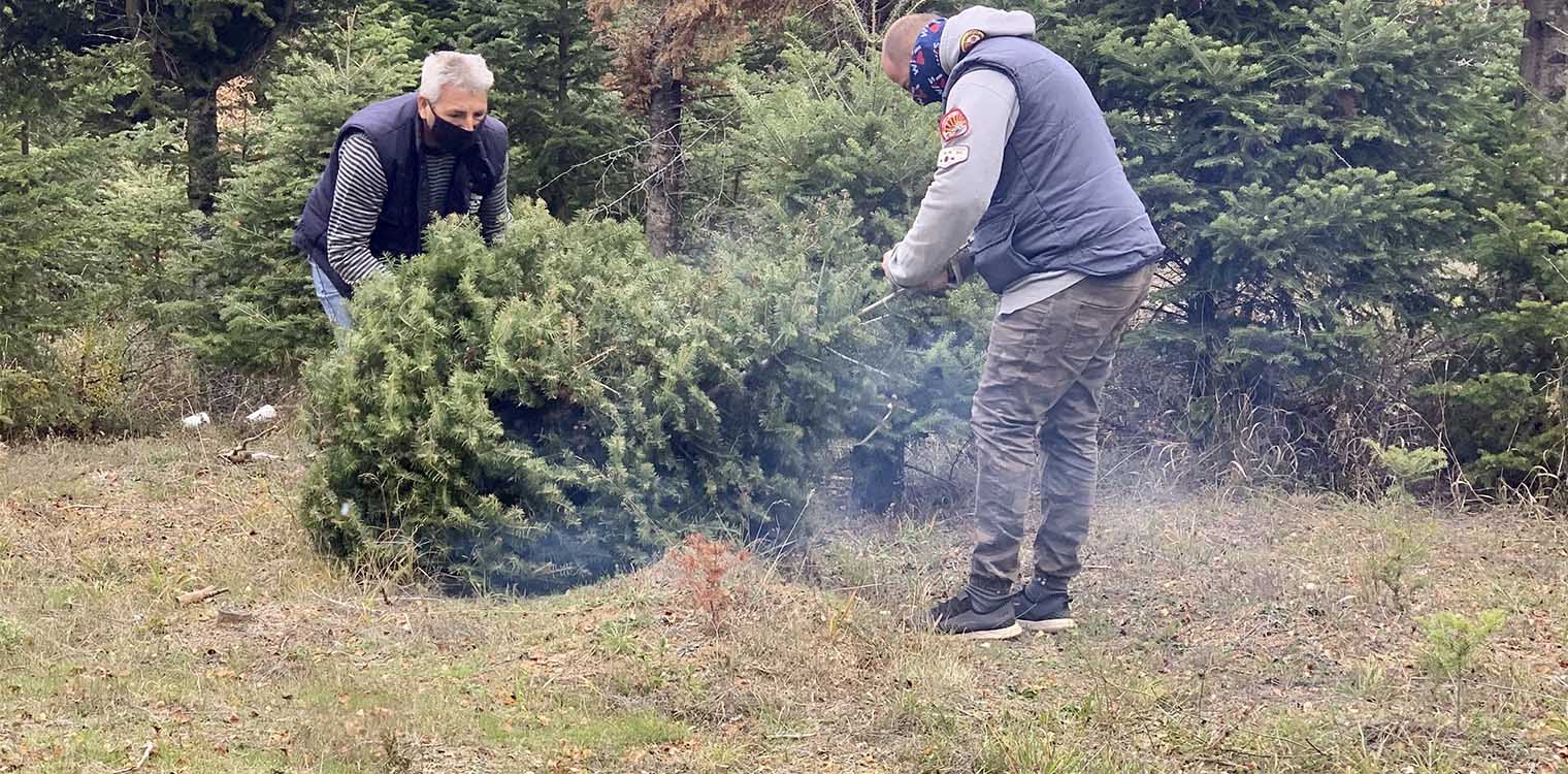 Χαλκιδική - Covid19: Το δικό τους θαύμα Χριστουγέννων περιμένουν οι ελατοπαραγωγοί του Ταξιάρχη