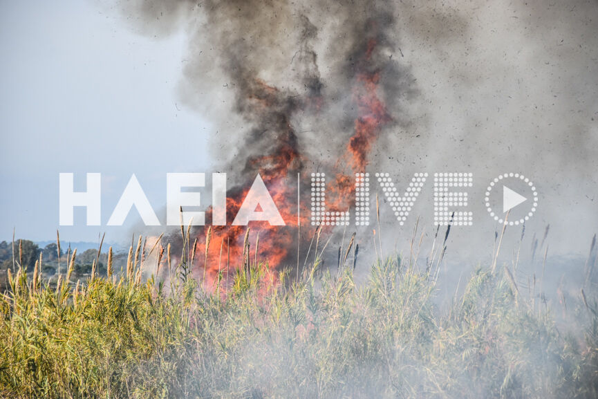 fotia agridi 13