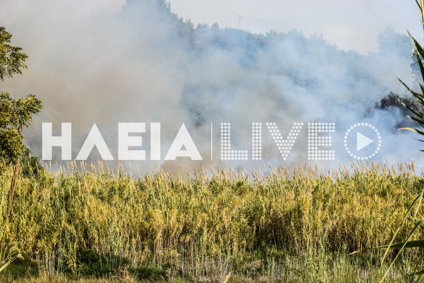 fotia agridi 3