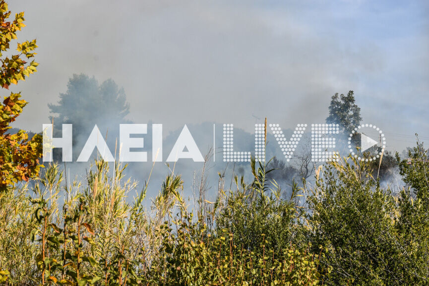 fotia agridi 4