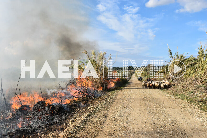 fotia murtia 3