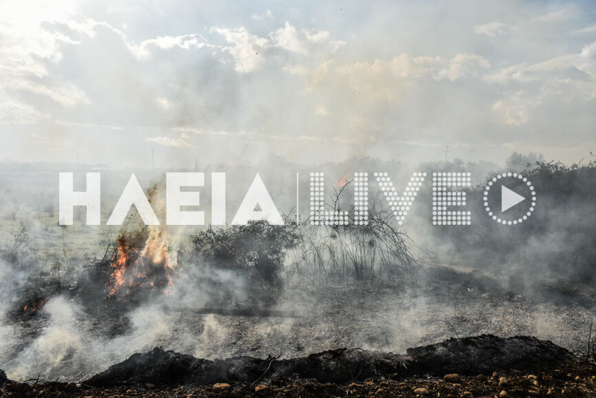 fotia murtia 6