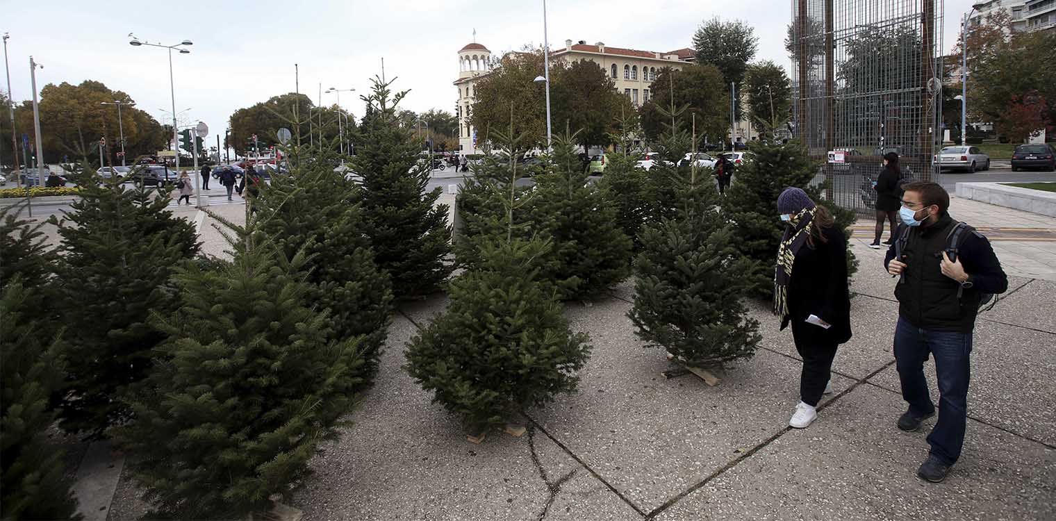 Καλύτερες και από τις υψηλότερες προσδοκίες τους οι πωλήσεις χριστουγεννιάτικου ελάτου για τους παραγωγούς του Ταξιάρχη