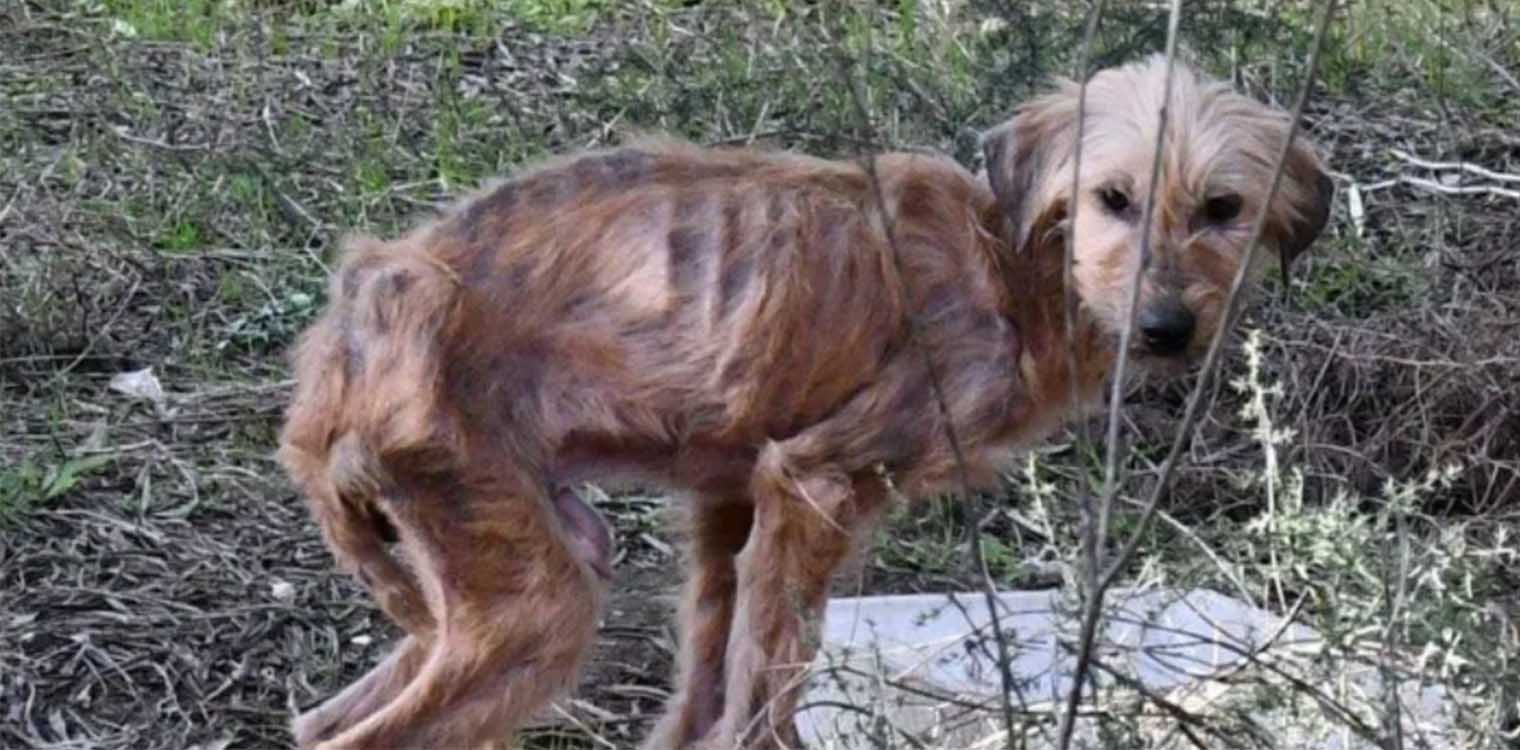 Σε άθλια κατάσταση βρήκαν 11 σκυλιά στη Νέα Αγχίαλο