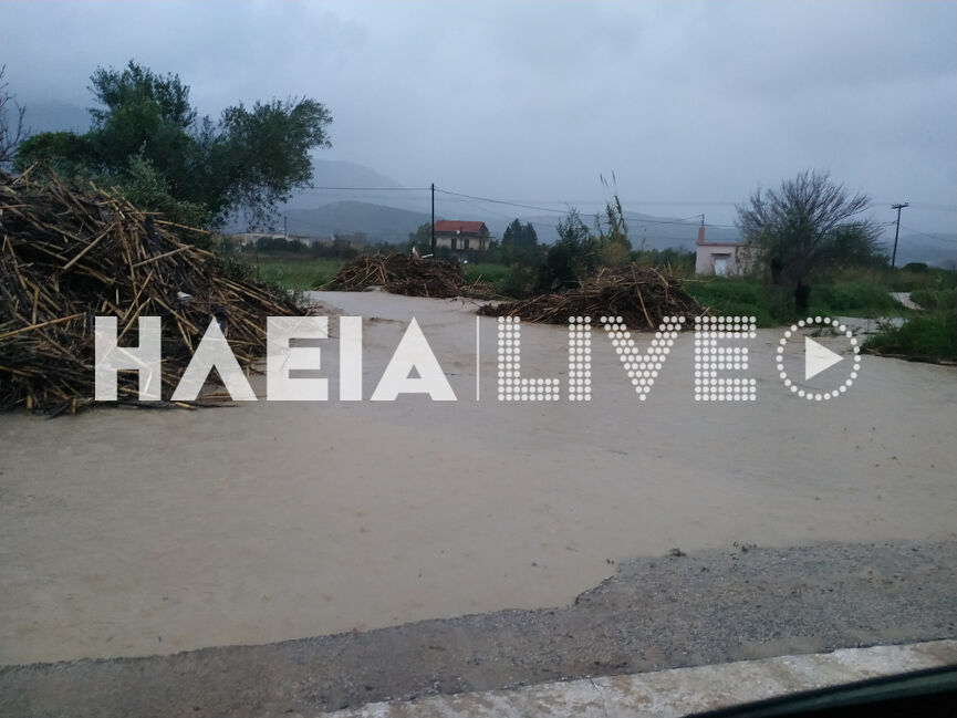 zaxaro plimm 2