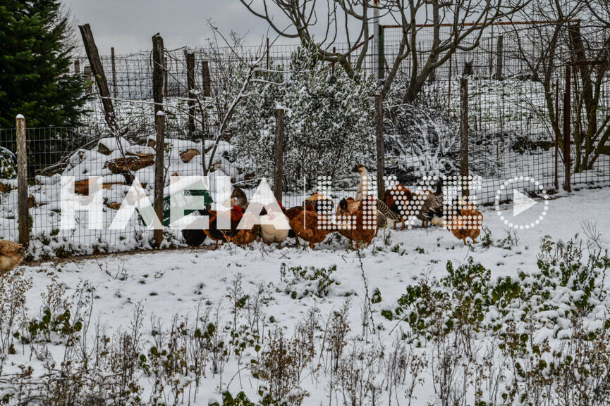 foloi snow 3