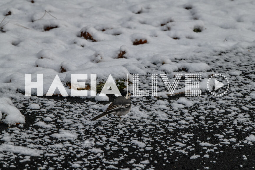 foloi snow 5