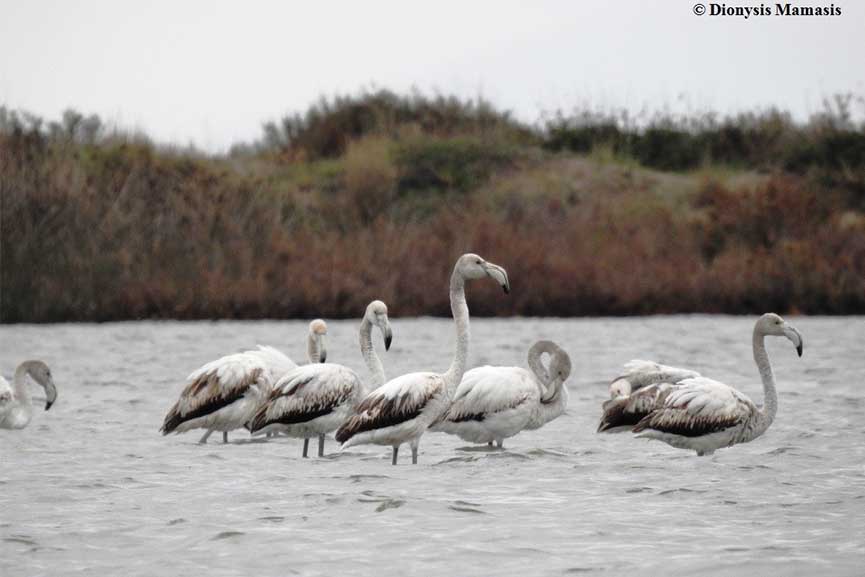 metriseis flamingo