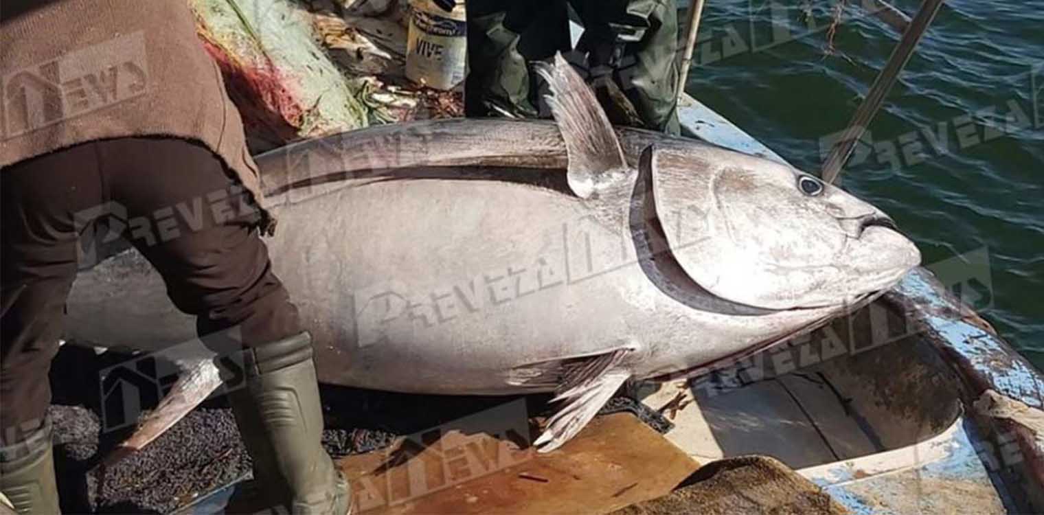 Μεγάλη ψαριά στην Πρέβεζα: Τόνο 130 κιλών έβγαλε ψαράς