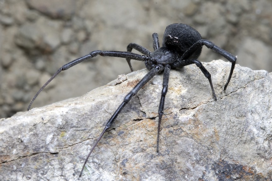 Mesogeiaki Mavri Xhra