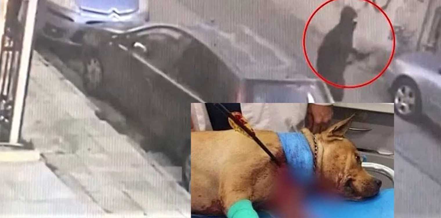 Συνελήφθη ο δράστης της δολοφονίας σκύλου με τόξο στην Πετρούπολη